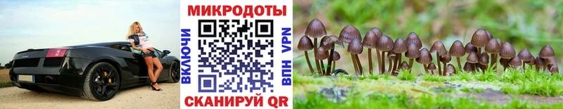 где продают наркотики  Гулькевичи  Псилоцибиновые грибы Cubensis 